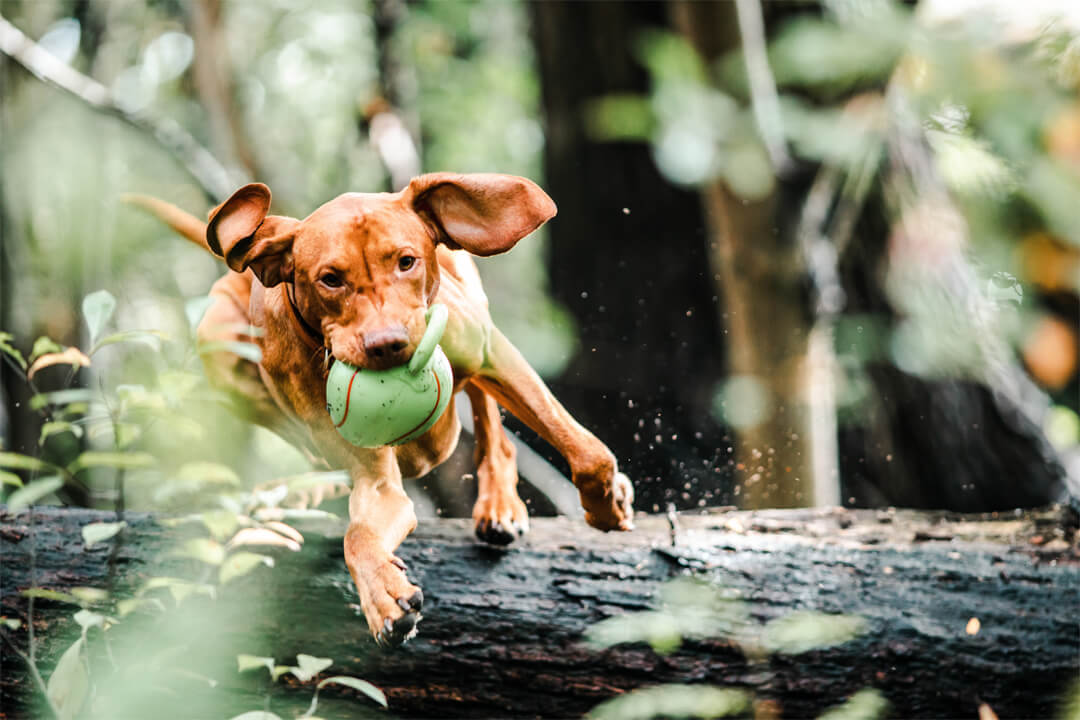 Vacanze con il cane alla fattoria esperienziale Gut Hügle