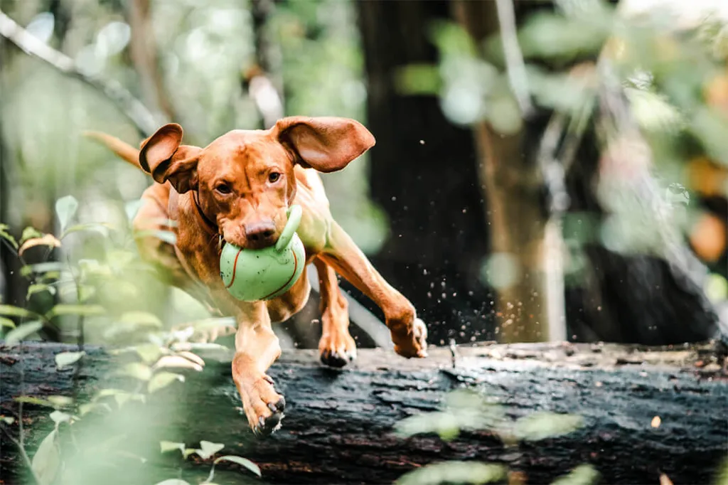 Vacanze con il cane alla fattoria esperienziale Gut Hügle