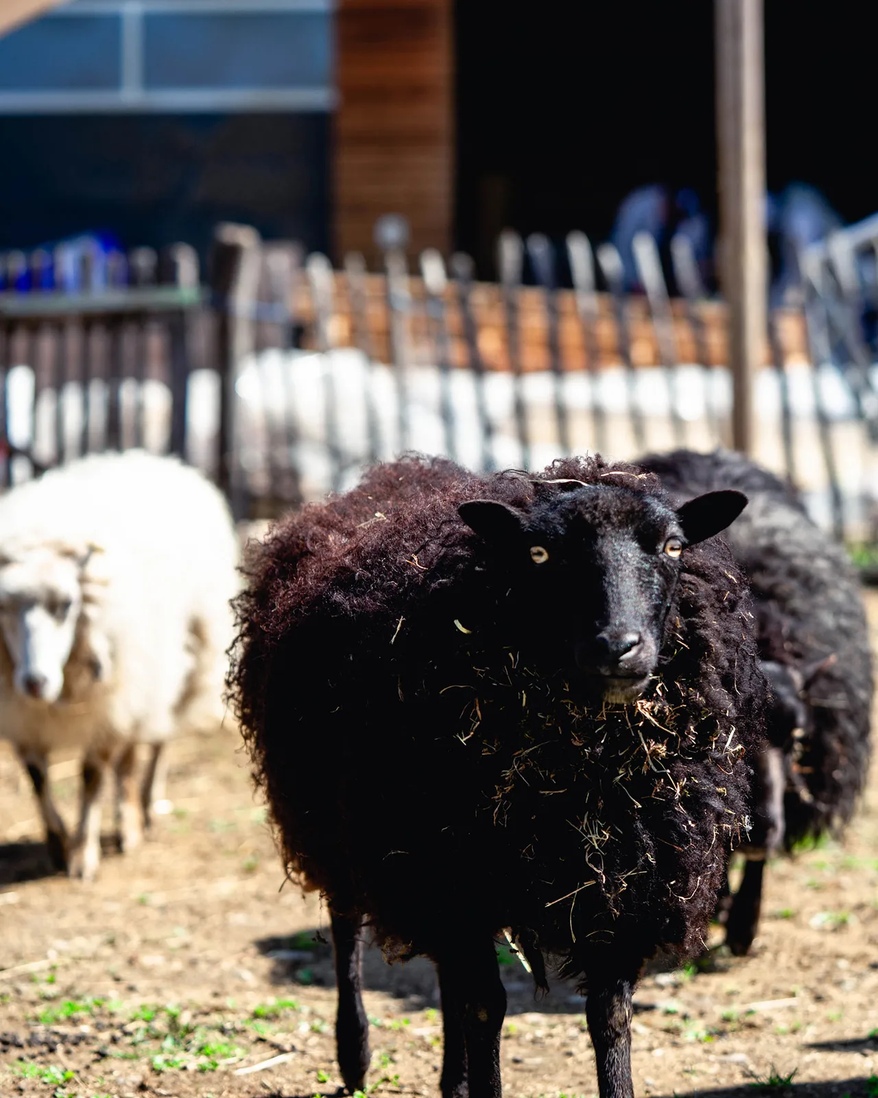 Animali della fattoria esperienziale Gut Hügle