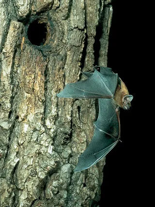 Pipistrelli alla fattoria esperienziale Gut Hügle